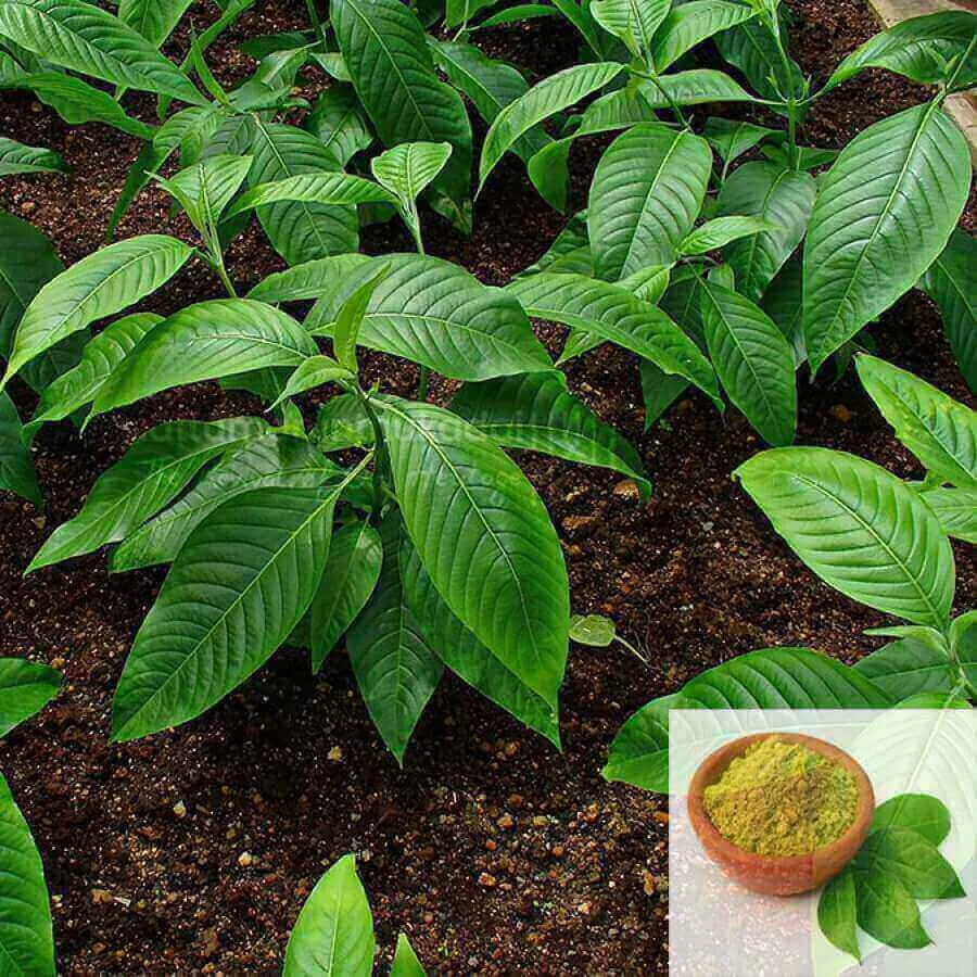 Aada Thodai ilai  Powder / Malabar Nut Powder