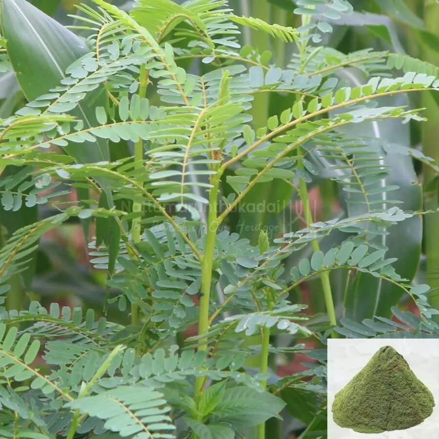 Agathi / Vegetable Hummingbird Powder