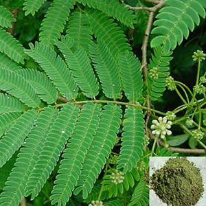 Arapu / Oil Cake Tree Powder