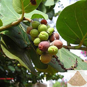 Arasa vithai / Sacred Fig Seed Powder