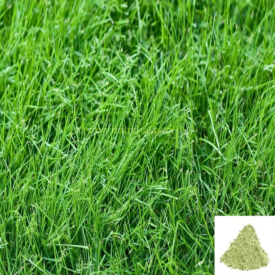 Arukam Pul / Bermuda Grass Powder