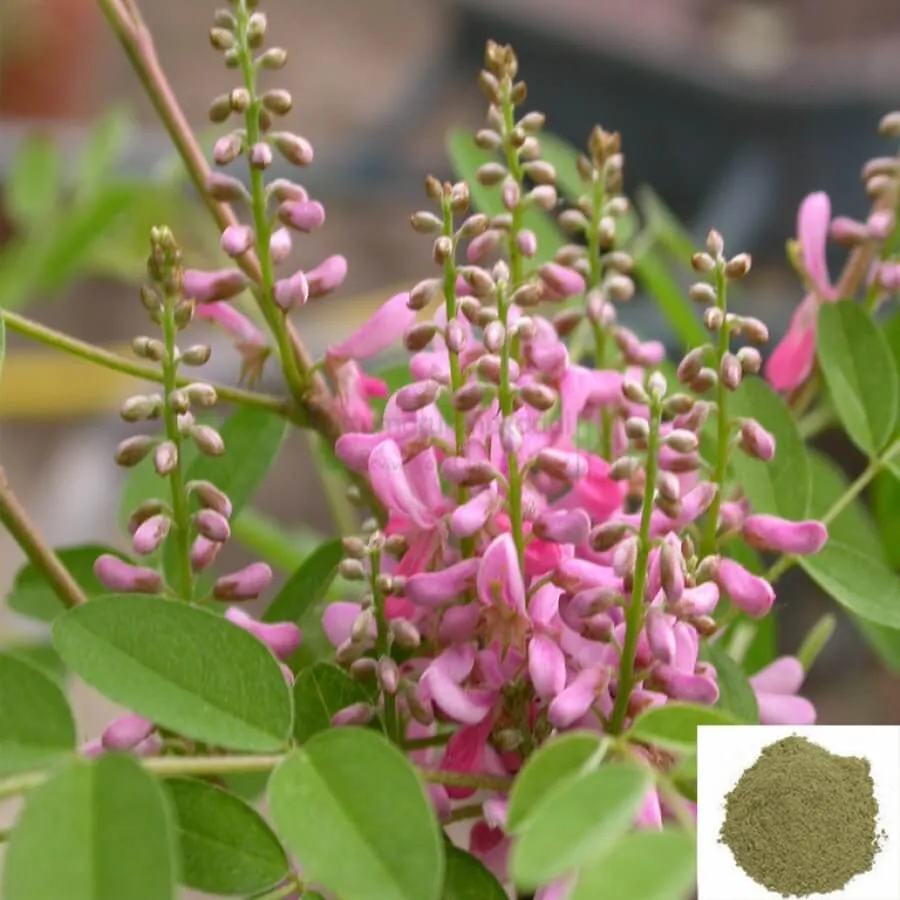 Avuri illai / Indian Indigo Powder