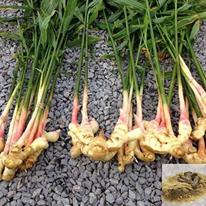 Chukku, Sukku / Dried Ginger Powder