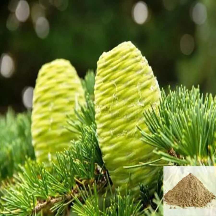 Devatharu, Devadaram / Himalayan Cedar Powder