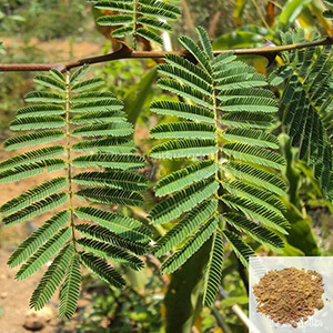 Karingali / Cutch Tree, Heart Wood Tree Powder