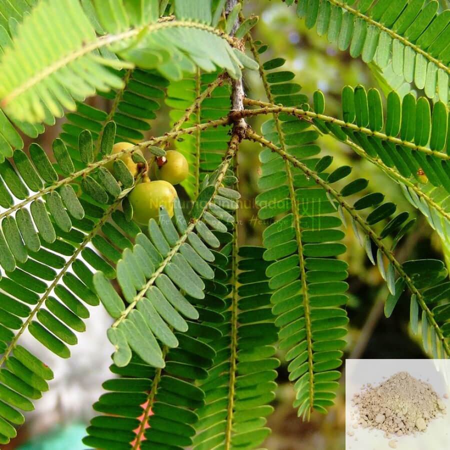Keezhanelli  Powder / Country Gooseberry Powder