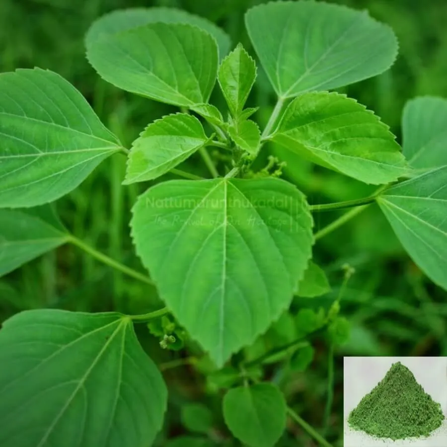 Kuppaimeni / Indian Nettle / Indian Acalypha Powder