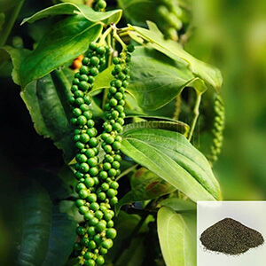 Kuru Milagu / Pepper Powder