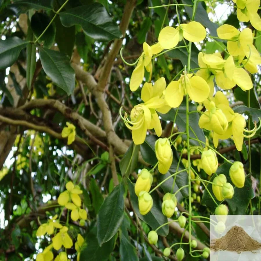 Lavanga Pathiri / Indian Cassia Lignea Powder