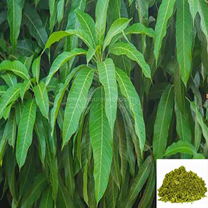 Maa ilai / Mango leaves Powder