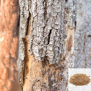 Maamarathu Pattai / Mango Bark Powder