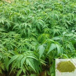Malai Vembu / Chinaberry Powder