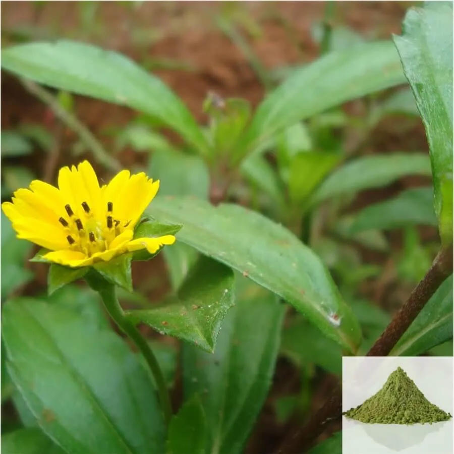Manjal Karisalanganni  Powder/ False Daicy Powder Yellow