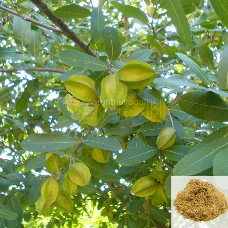Maruthamaram / Arjun Tree Powder