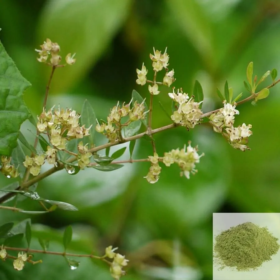 Maruthani ilai Powder / Henna Leaves Powder