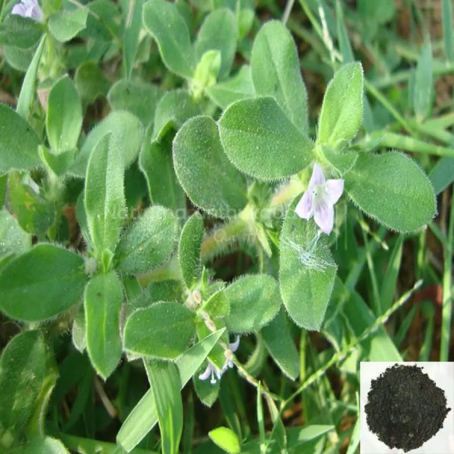 Nathai Choori vithai / Landrina Seed Powder
