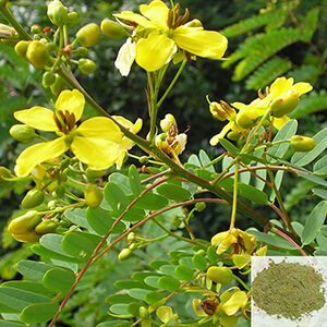 Nattu Nilavagai / Cassia/ East Indian Senna Powder