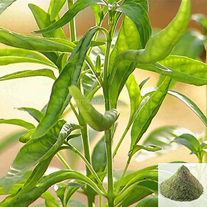 Nattu Nilavembu / Siriyanangai Powder