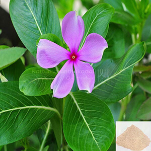 Nithiya Kalyani / Madagascar Periwinkle Powder