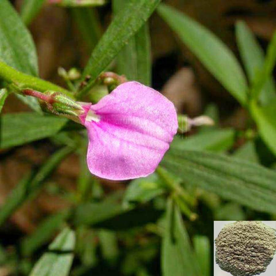 Orithal Thamarai / Greenviolet / Spade Flower Powder