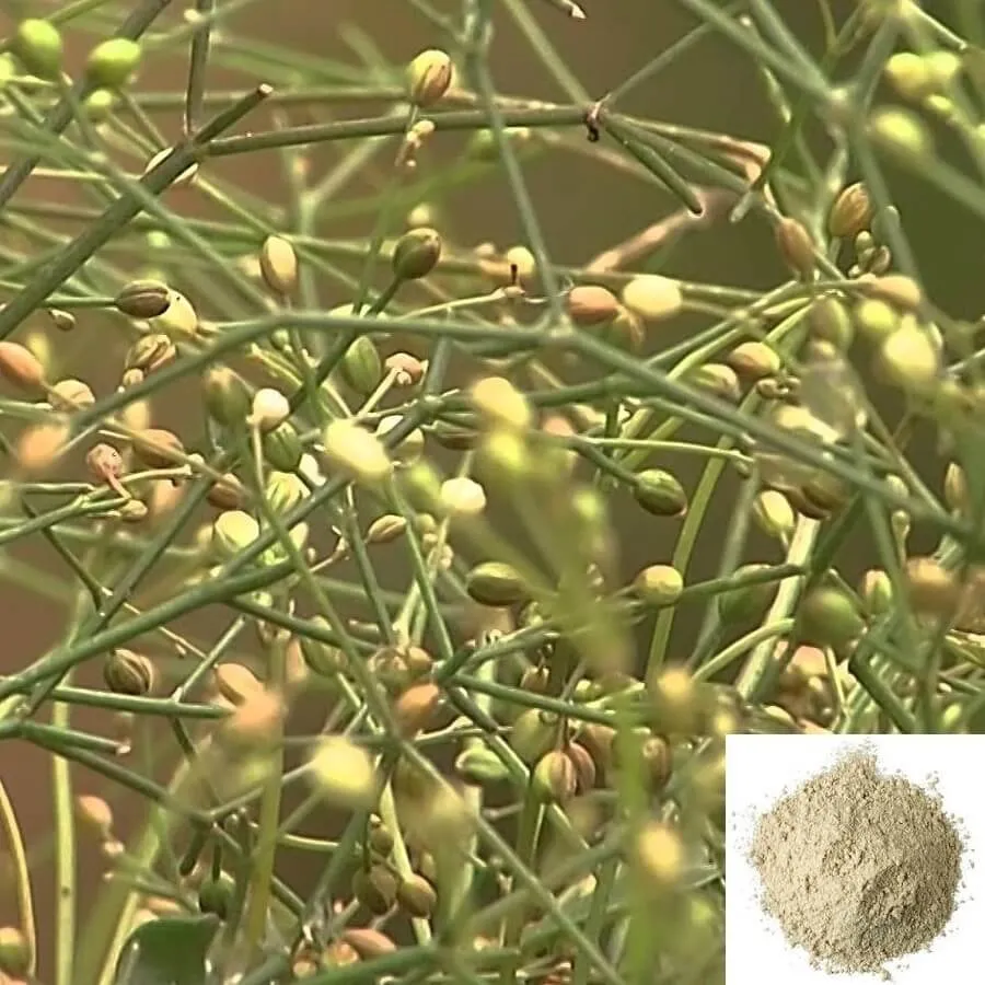 Parpadaga Pul / Carpetweed Powder