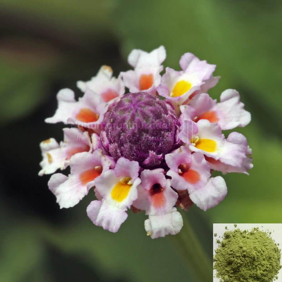 Poduthalai  Powder/ Frog Fruit / Turkey Tangle Powder