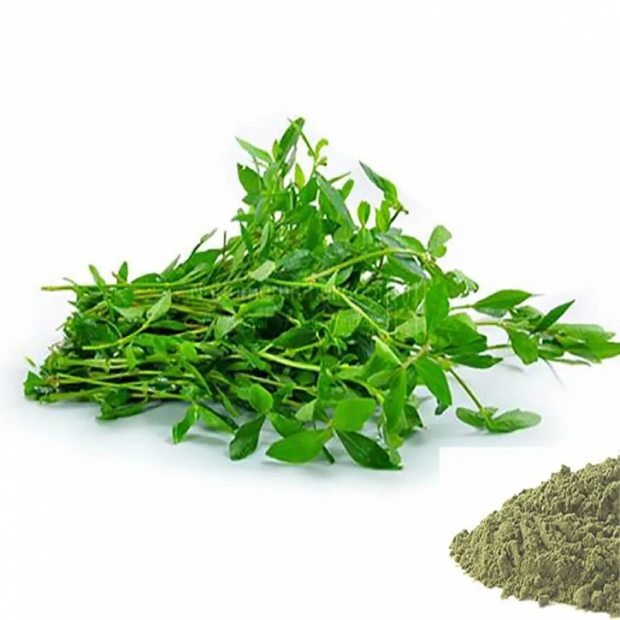 Ponnanganni / Dwarf Copper Leaf /  Sessile Joyweed Powder