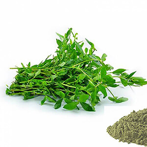 Ponnanganni / Dwarf Copper Leaf /  Sessile Joyweed Powder
