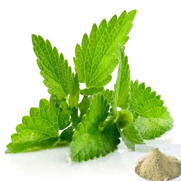 Pudina / Spearmint Powder