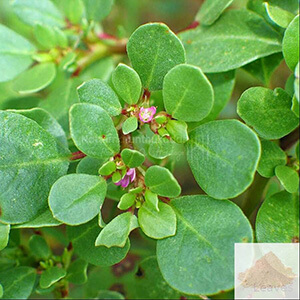Saranai ver, Charanai / Horse Purslane Root Powder