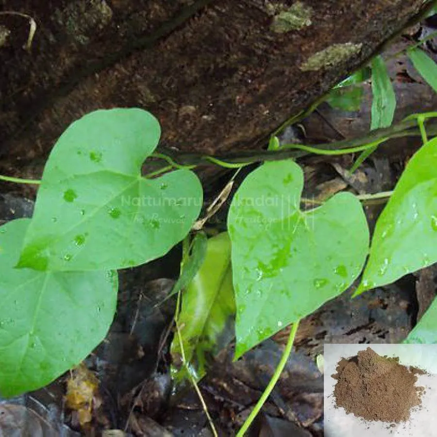 Seenthil Kodi / Heart-Leaved Moonseed Powder