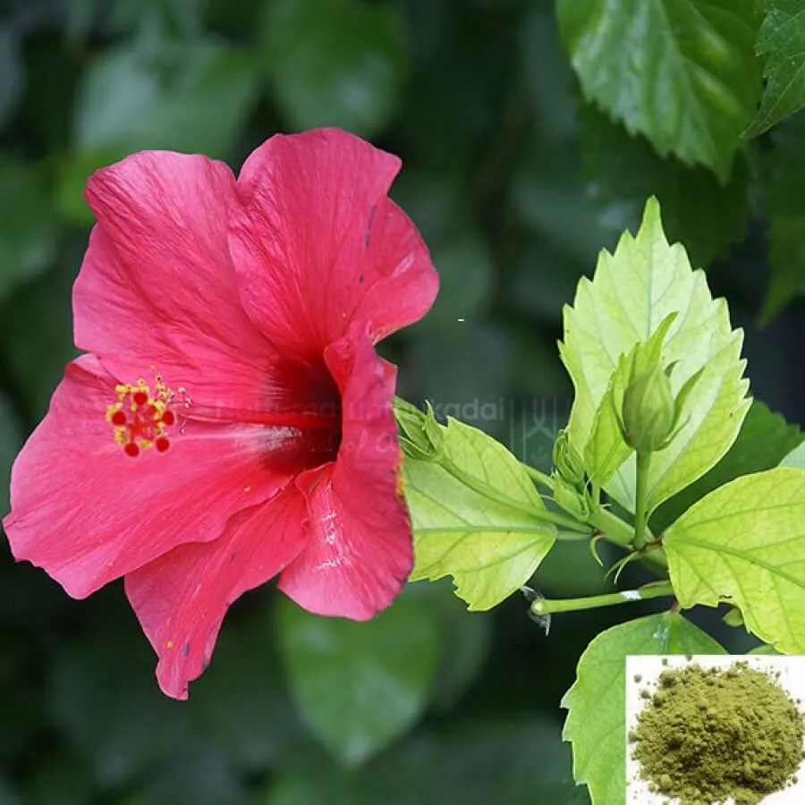 Semparuthi ilai / Hibiscus Leaf Powder