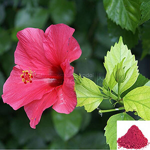Semparuthi Poo  / Hibiscus Flower Powder