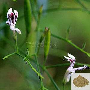 Siriyanangai /  kariyat Powder