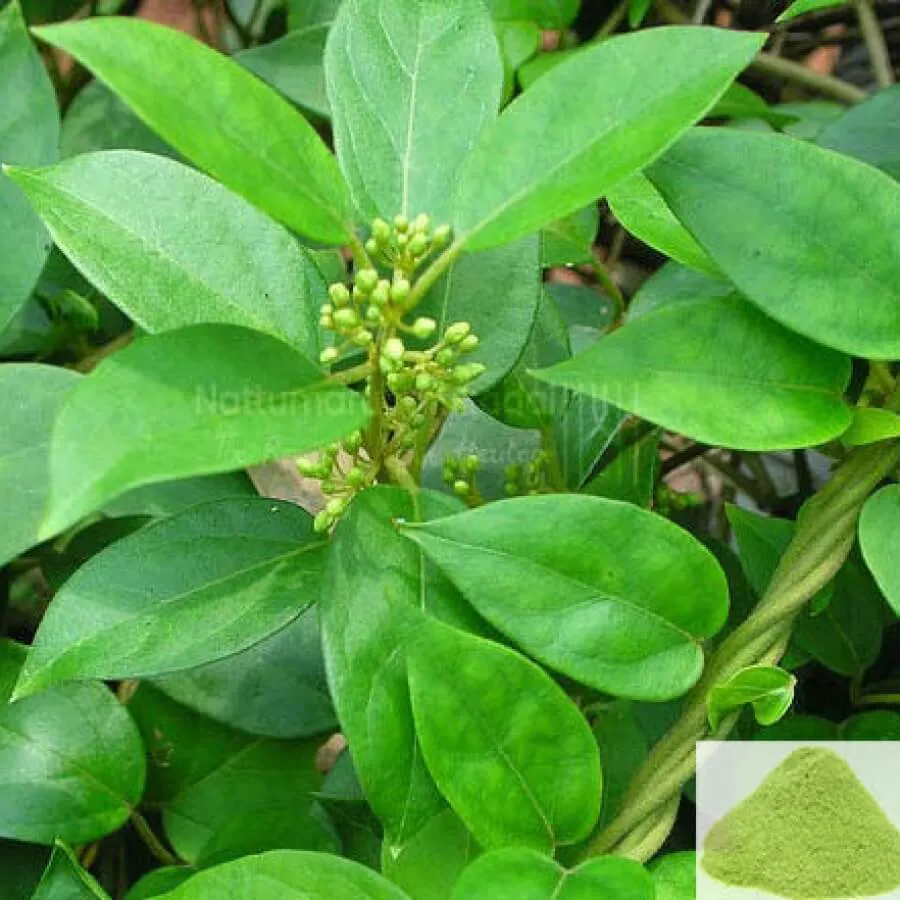 Sirukurinjan / Cowplant Powder