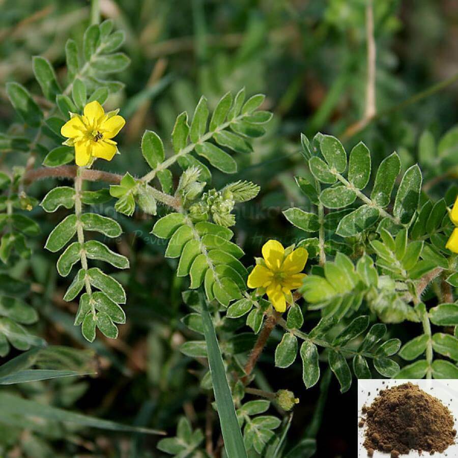 Sirunerinjimul / Puncture Vine Powder