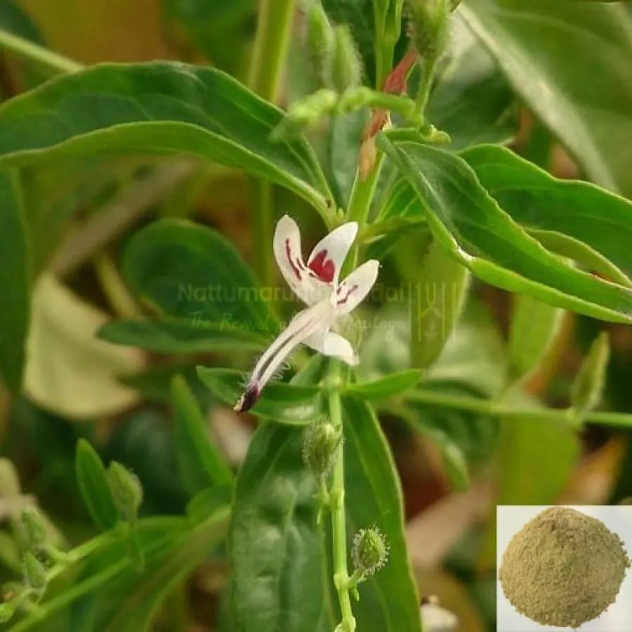 Sivanar Vembu , Chimai-Nili / Wiry Indigo Powder