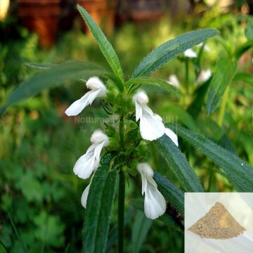 Thumbai / Leucas Powder