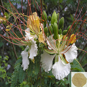 Vadhanarayanan / White Gulmohar Powder