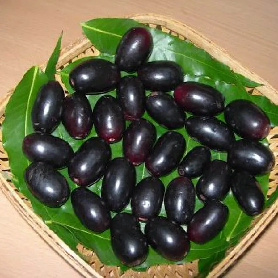 Naval Kottai / Jamblang / Jambolan /Jamun Powder