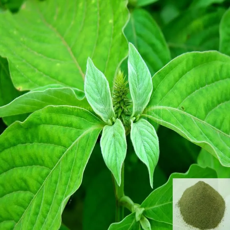 Nayuruvi / Chaff Flower Powder