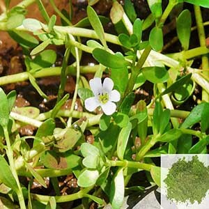 Neer Pirammi /  Brahmi / Water Hyssop Powder