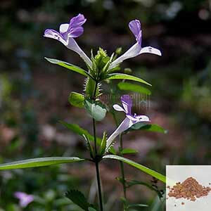 Neermulli Leaf / Long Leaved Barleria Powder