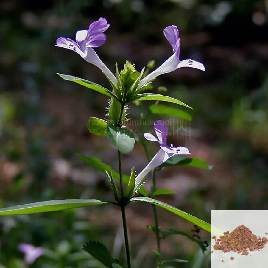 Neermulli Seed / Marsh Barbel Powder