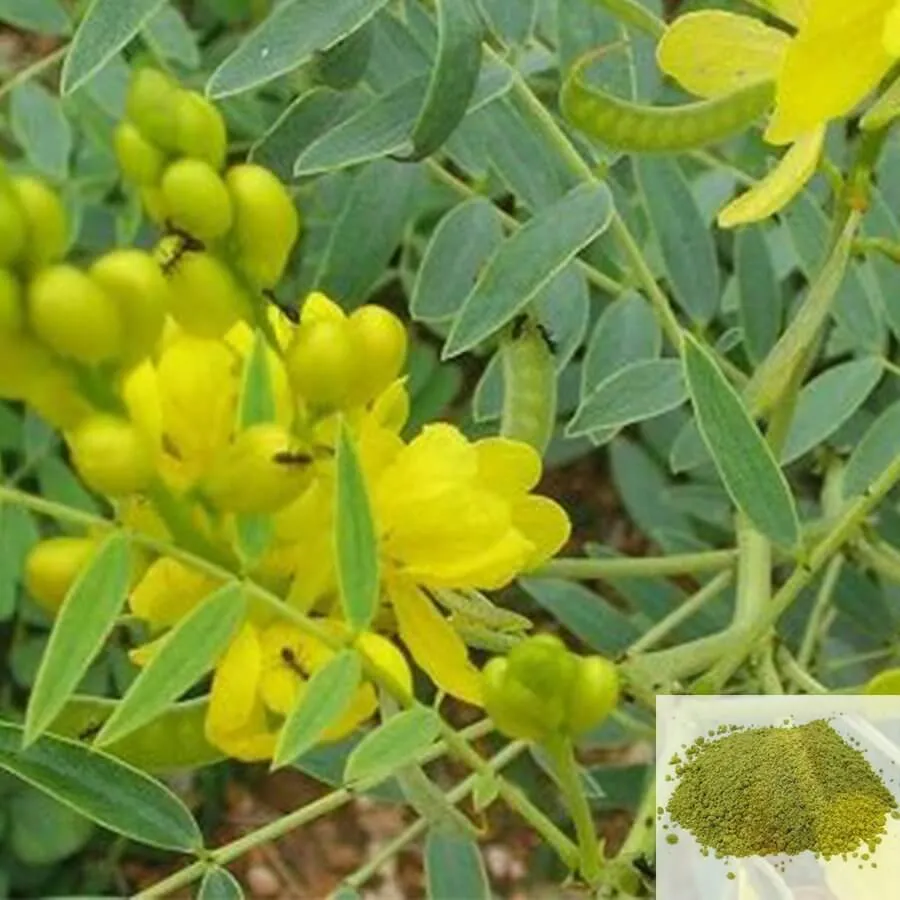 Nilavarai / Senna Leaves Powder