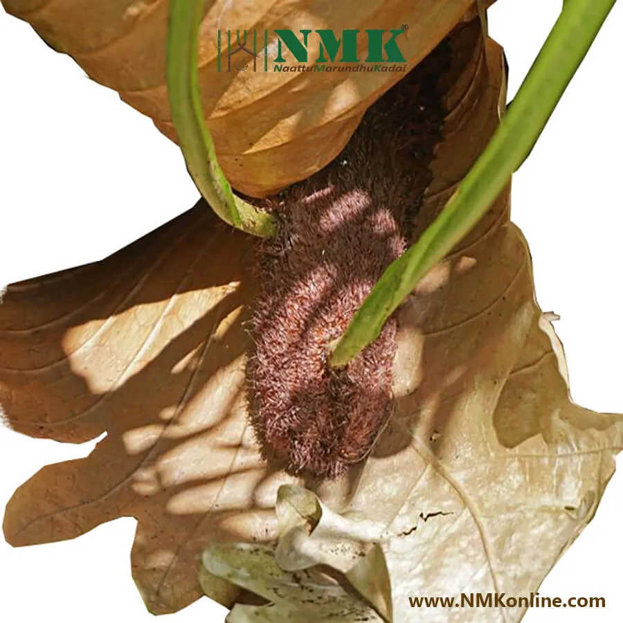 Mudavattukal Kizhangu / Oak Leaf Basket Fern Root