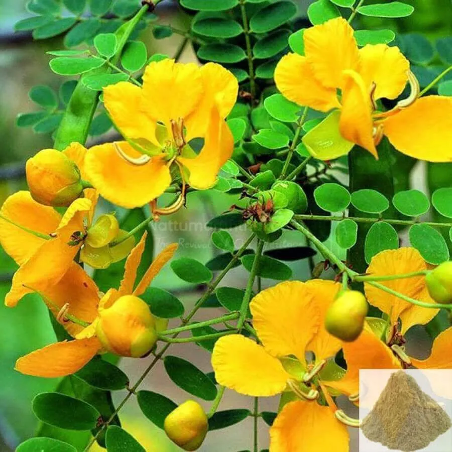 Aavaram Poo Powder / Tanner Powder