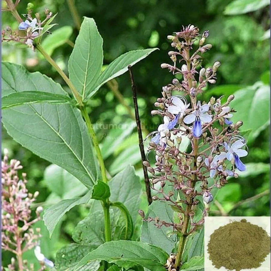 Angaravalli,Cheruteku / Turk Powder