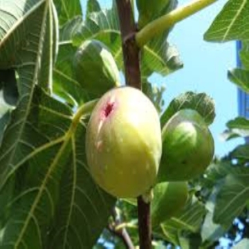 Aththi ilai / Cluster Fig Leaves Powder
