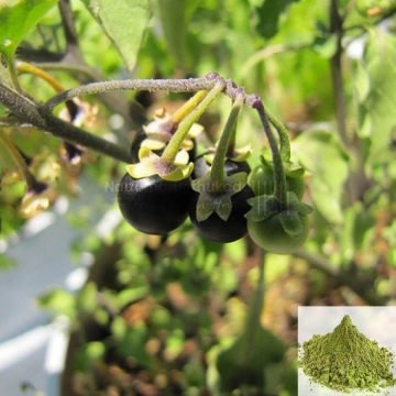 Manathakkali Vatral / Wonder Berry Dried (Raw)